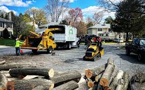 Reliable Yale, OK Tree Care Solutions